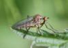 Empis livida